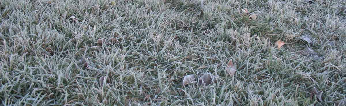 fts frosty grass