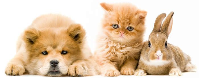 7 Purr-Fect Pet Charities