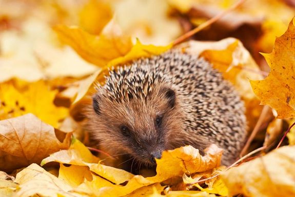 Making your garden a hedgehog haven!