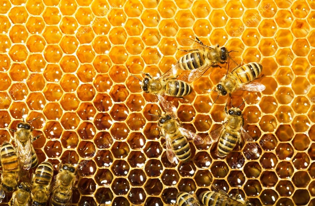 Threats To Our Honeybees In Winter