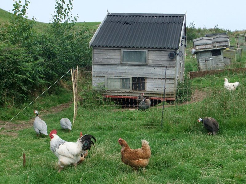 Advice On Keeping Chickens
