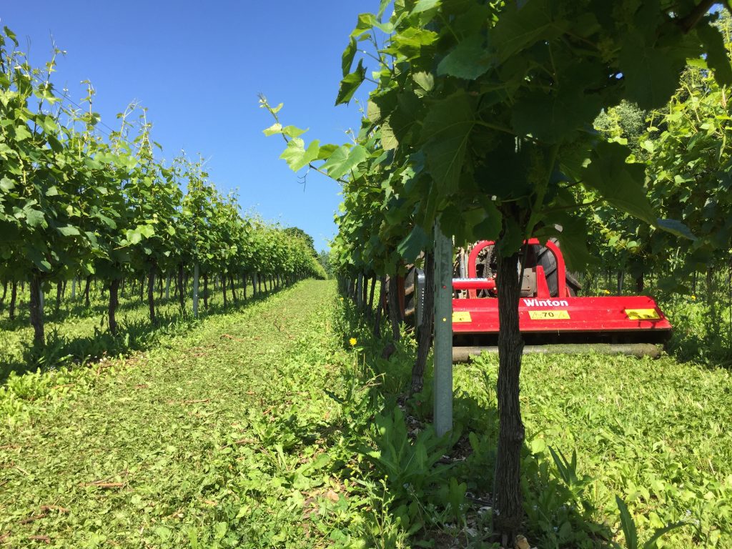 Cultivating grape vines at Black Chalk Vineyard