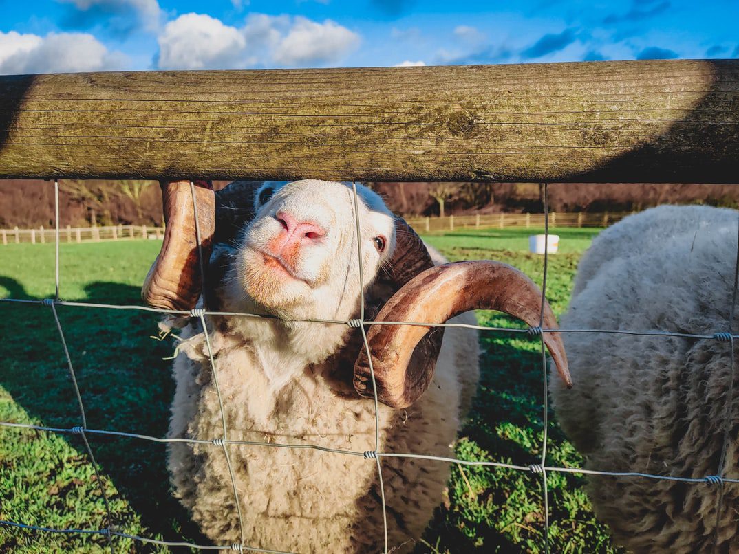 Protect livestock by repairing fences