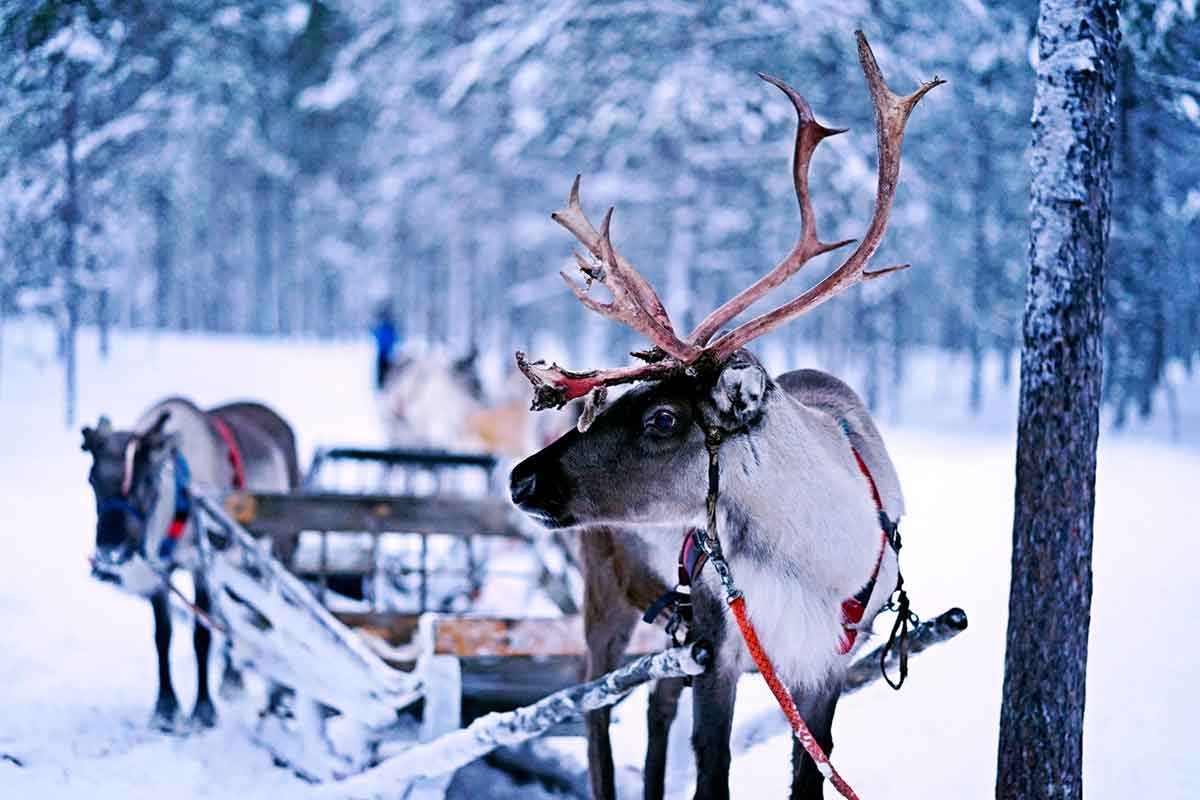 Rudolph- Siberia to Scotland