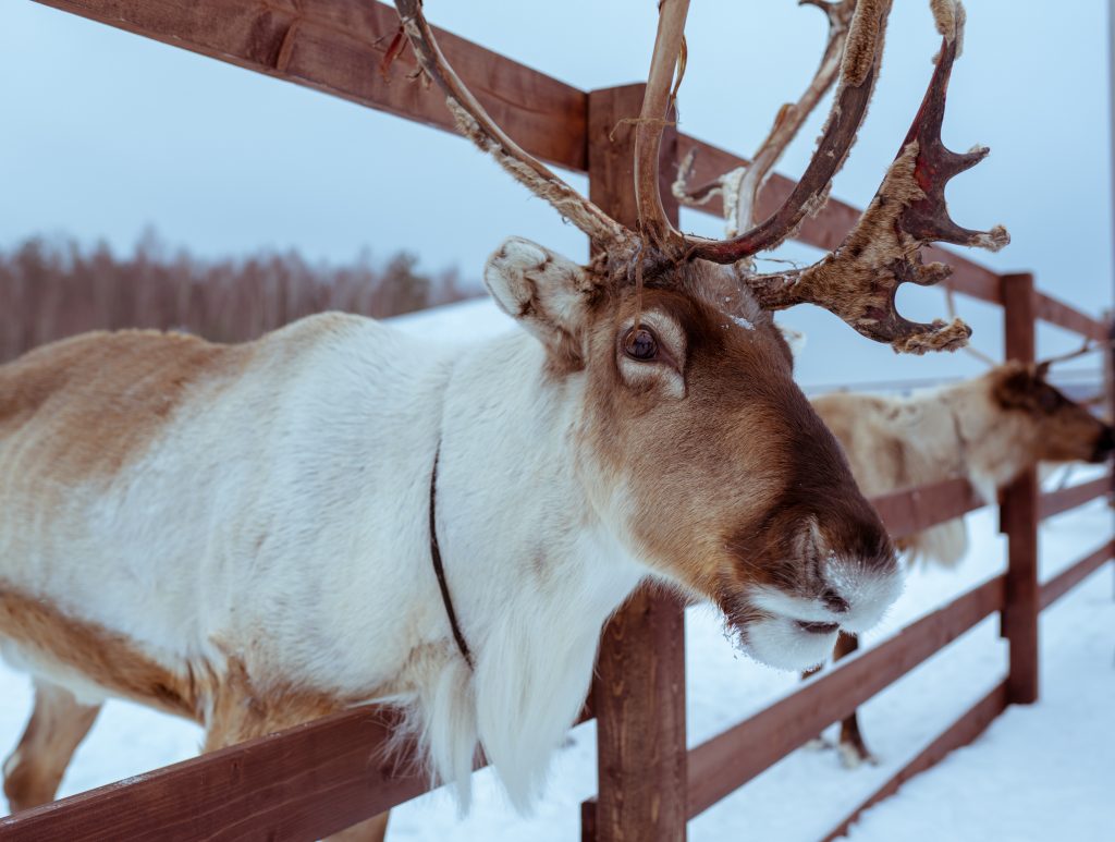 Rudolph- Siberia to Scotland