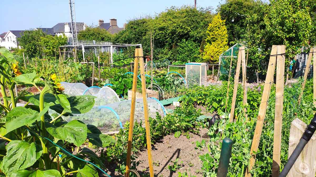 The Plot Thickens - Allotments