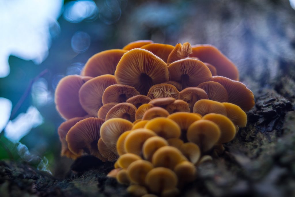 Fantastic and Freaky Fungi